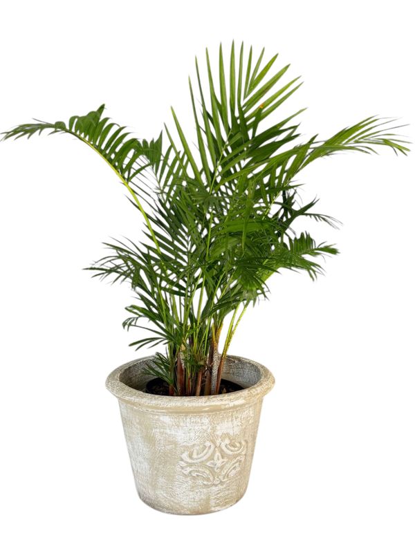 Adria Pot Medium Whitewash Finish - H340mm x W480mm - 13kg