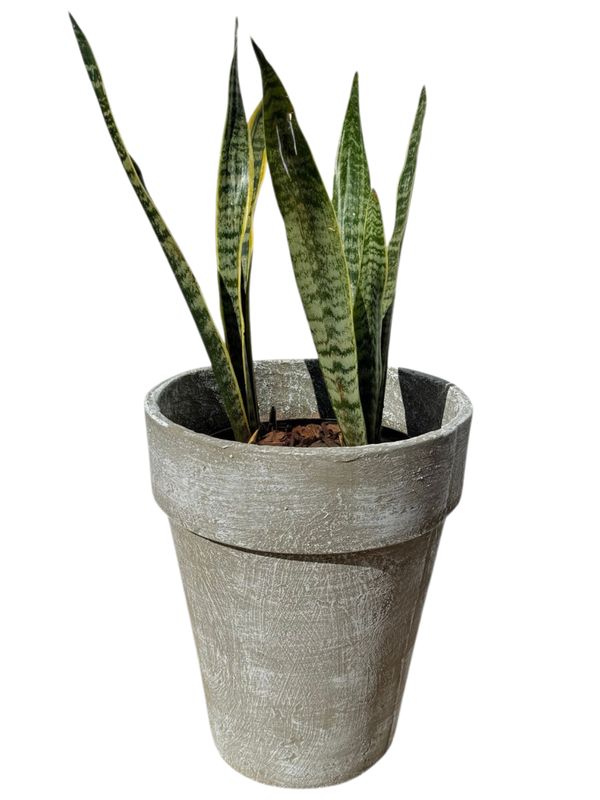 Jade Pot Medium Whitewash Finish - H450mm x W380mm - 10kg