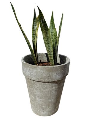 Jade Pot Medium Whitewash Finish - H450mm x W380mm - 10kg
