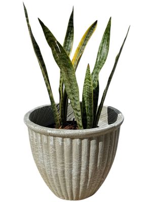 Stripe Pot Medium Whitewash Finish - H310mm x W330mm - 8kg