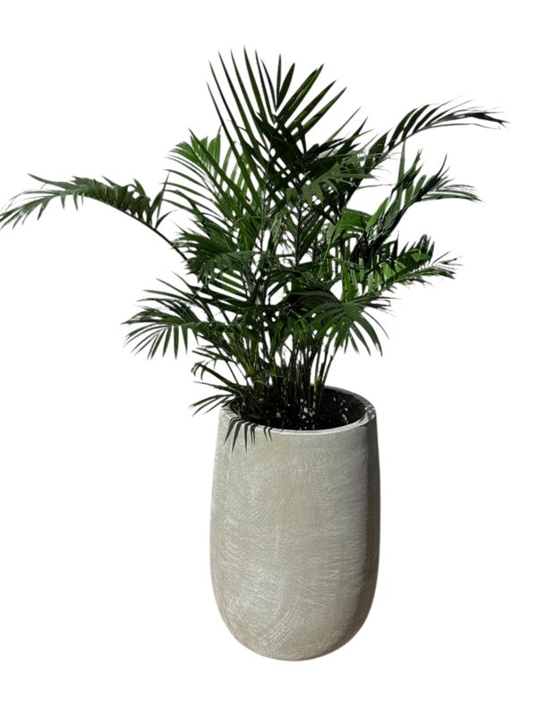 Tumbler Large Whitewash Finish - H560mm x W335mm - 24kg
