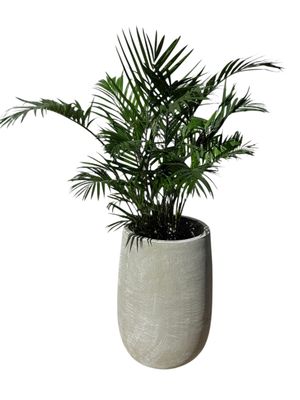 Tumbler Large Whitewash Finish - H560mm x W335mm - 24kg