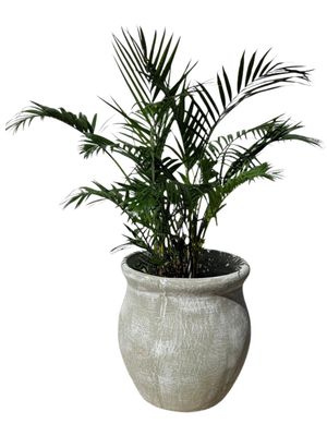 Fatso Flower Pot Medium Whitewash Finish - H500mm x W470mm - 23kg
