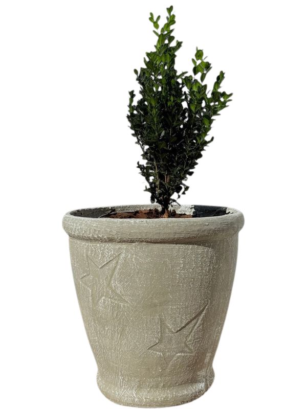 Star Pot Large Whitewash Finish - H375mm x W345mm - 11kg