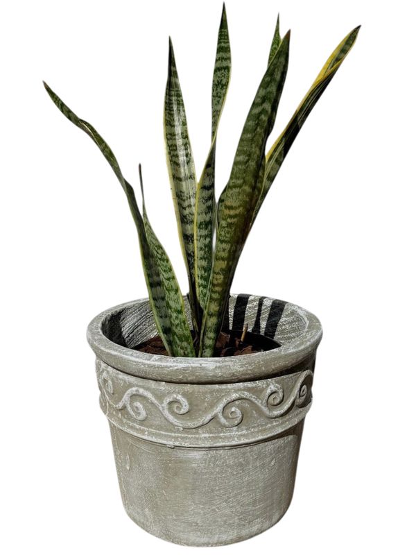 Fragrant Medium Whitewash Finish - H280mm - 9kg