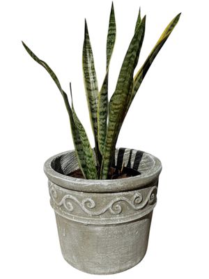 Fragrant Medium Whitewash Finish - H280mm - 9kg