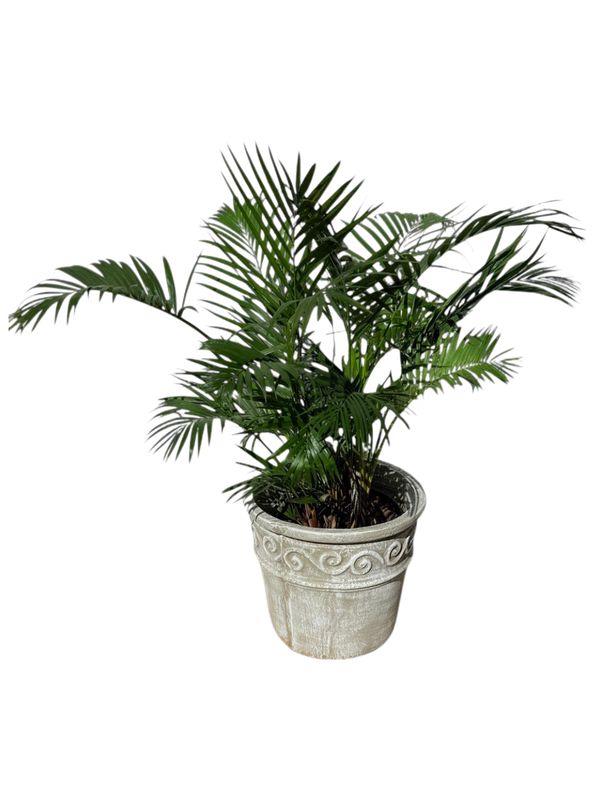 Fragrant Large Whitewash Finish - H370mm - 15kg