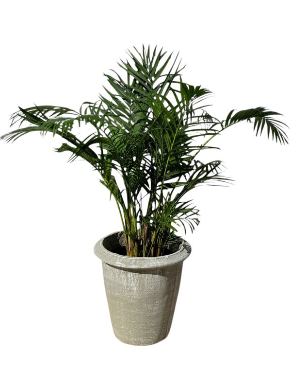 One Ring Pot Medium Whitewash Finish - H380mm - 11kg