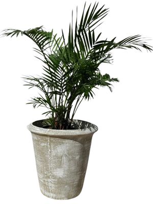 One Ring Pot Large Whitewash Finish - H500mm - 21kg
