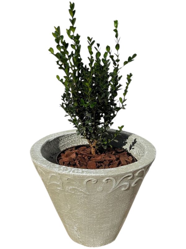 Floral Medium Whitewash Finish - H300mm x W400mm - 9Kg