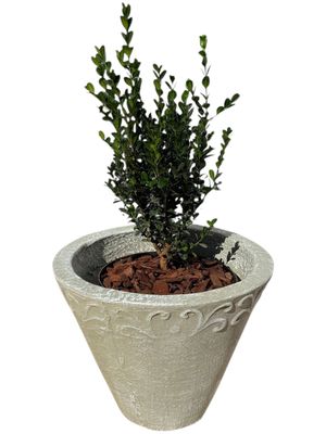 Floral Medium Whitewash Finish - H300mm x W400mm - 9Kg