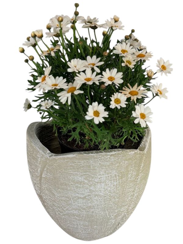 Rose Planter Small Whitewash Finish - H260mm -W360mm - 7kg