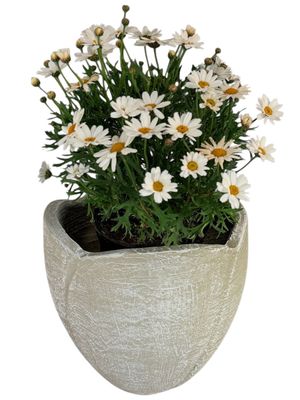 Rose Planter Small Whitewash Finish - H260mm -W360mm - 7kg