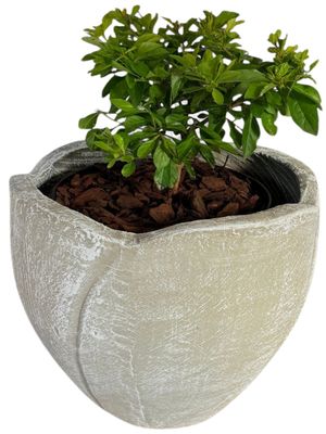 Rose Planter Medium Whitewash Finish - H300mm-W400mm - 12kg