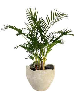 Rose Planter Large Whitewash Finish - H360mm x W460mm- 13kg