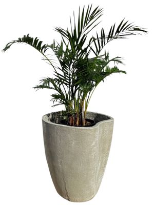 Moon Pot Extra Large Whitewash Finish - H650mm - 35kg