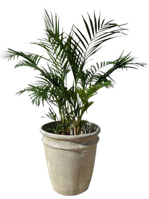 2 Ring Pot Large Whitewash Finish - H470mm x W440mm - 18kg