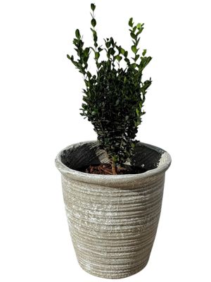 Louvre Pot Medium Whitewash Finish - H320mm x W300mm - Mouth 280mm - 8kg