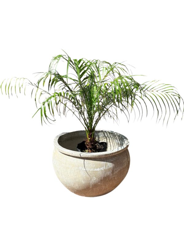 Round Multi Planter Large Whitewash Finish - H350mm - 22kg