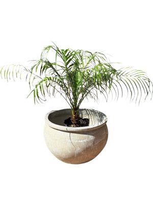 Round Multi Planter Large Whitewash Finish - H350mm - 22kg