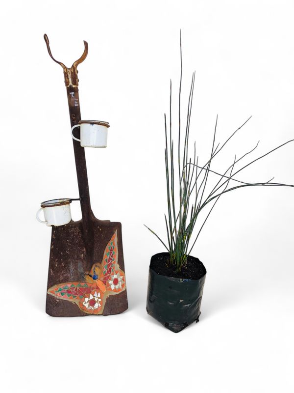 Cape Thatch "Cape Reed" 4L