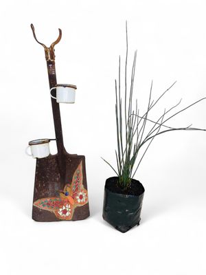 Cape Thatch "Cape Reed" 4L