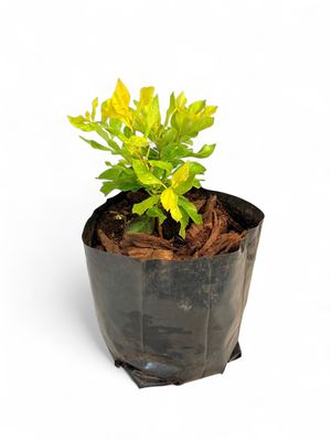 Duranta Gold 2L Landscaping