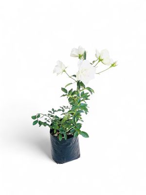 Iceberg Rose Bush 4L White
