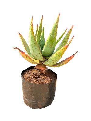 Aloe Marlothii 20L