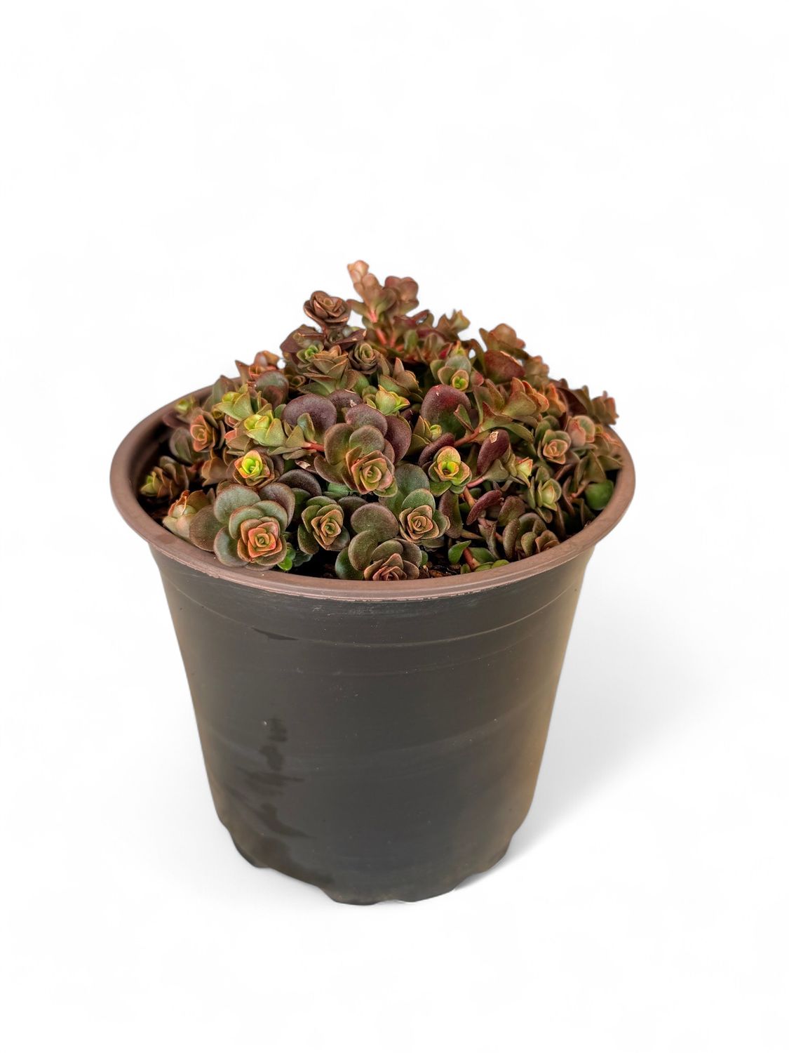 Sedum Tectractinum &quot;Coral Reef&quot;15cm