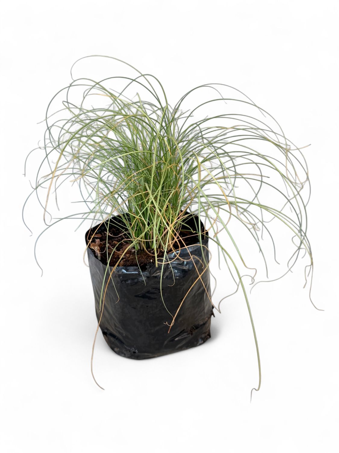 Carex Comans &quot;Frosted Curls&quot; 4Liter
