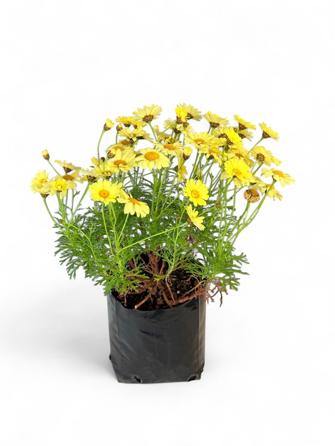 Argyranthemum Madeira &quot;Yellow&quot; 2,5Liter