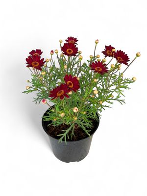 Argyranthemum Madeira &quot;Red&quot; 15cm