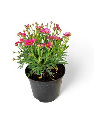 Argyranthemum Madeira &quot;Pink&quot; 15cm