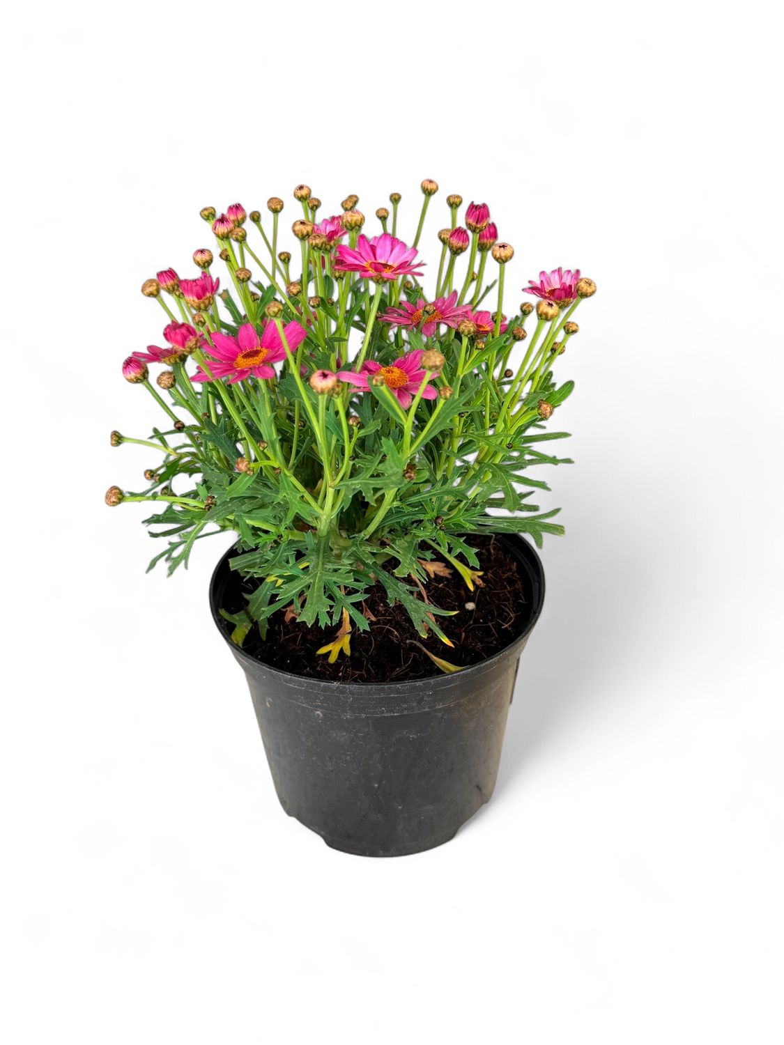 Argyranthemum Madeira &quot;Pink&quot; 15cm