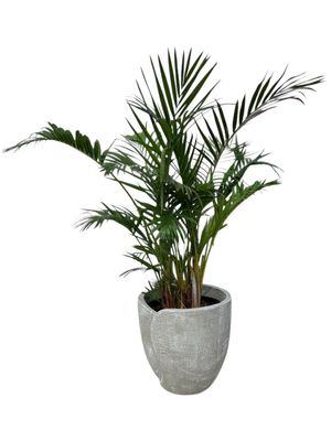 Leaf Pot Large Whitewash Finish - H360mm x W360mm - 12kg