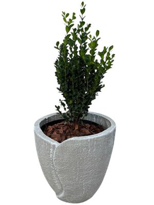 Leaf Pot Medium Whitewash Finish - H300mm - 8kg