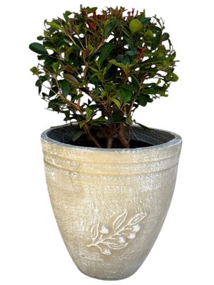 Olive Pot Small Whitewash Finish - H320mm x W300mm- 7kg