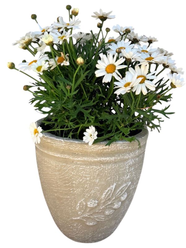 Olive Pot Mini Whitewash Finish - H210mm x W200mm- 4kg