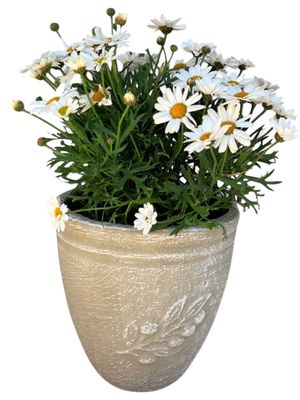 Olive Pot Mini Whitewash Finish - H210mm x W200mm- 4kg