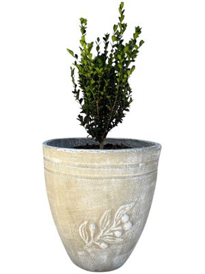 Olive Pot Medium Whitewash Finish - H400mm x W380mm - 12kg