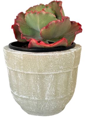 Succulent Pot Whitewash Finish - H180mm-W200mm - 3kg
