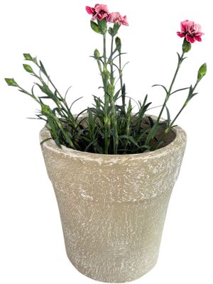 Violet Pot Small Whitewash Finish - H180mm-W220mm - 4kg