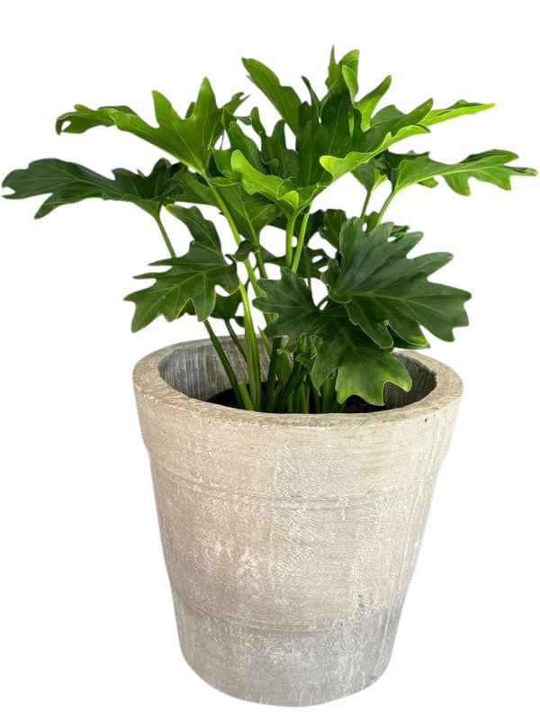 Violet Pot Medium Whitewash Finish - H250mm-W270mm - 6kg