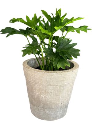Violet Pot Medium Whitewash Finish - H250mm-W270mm - 6kg