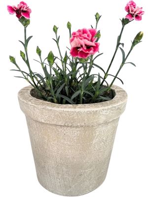 Concrete Planter Pot Small Whitewash Finish - H210mm-W240mm - 13kg