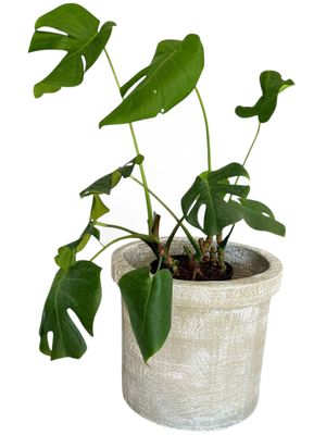 Concrete Planter Pot Large Whitewash Finish - H330 x W390mm - 13kg