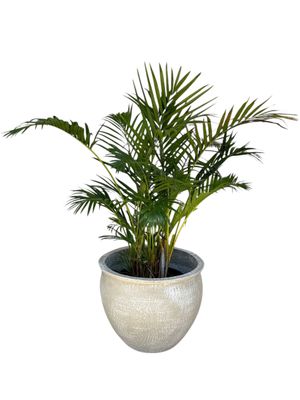 Andries Pot Round Large Whitewash Finish - H4000mm - 19kg
