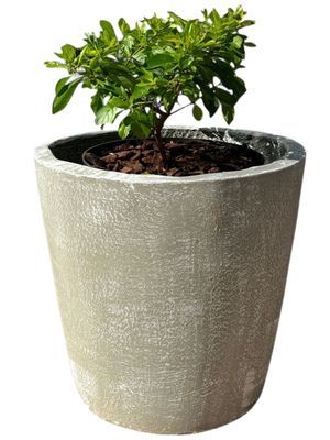 Bug Pot Small Whitewash Finish - H345mm-With360mm - 15kg