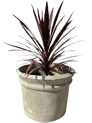 Versace Planter Large Whitewash Finish - H560mm-W700mm-Mouth650mm - 51kg